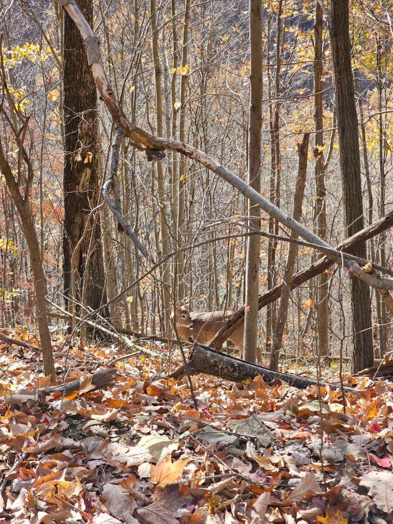 Trailintel Trail Photo