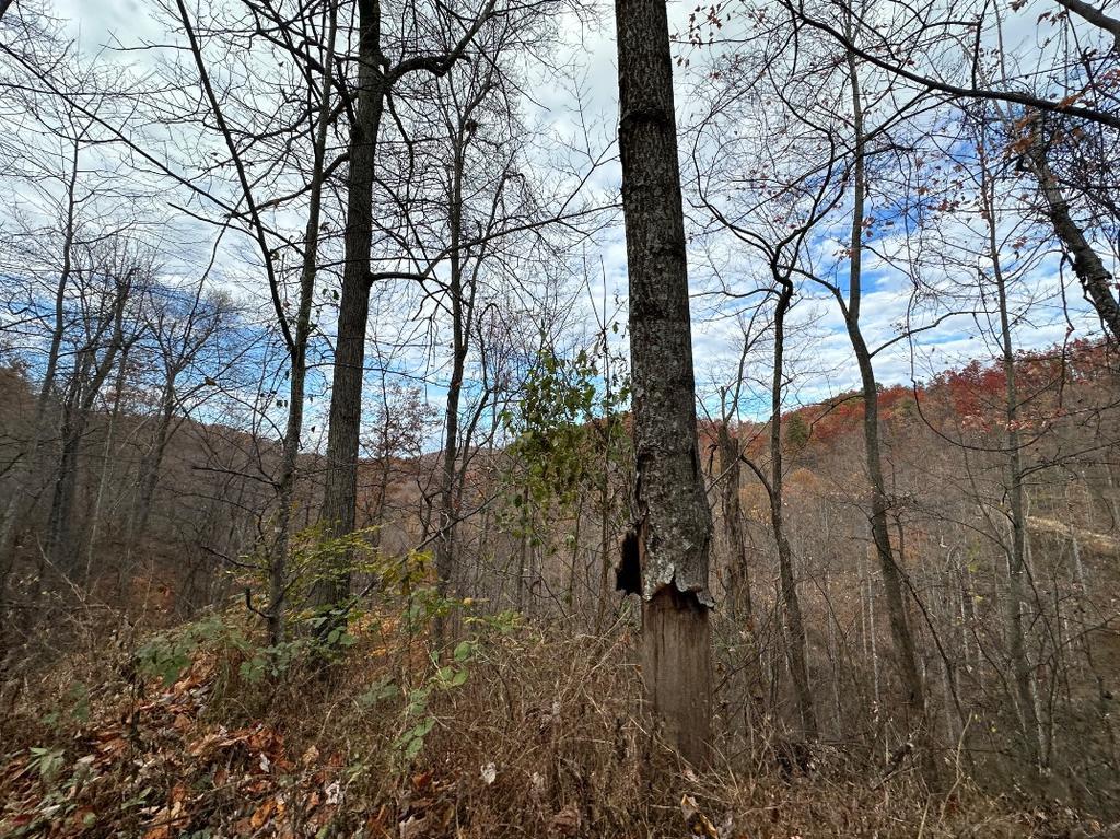 Trailintel Trail Photo