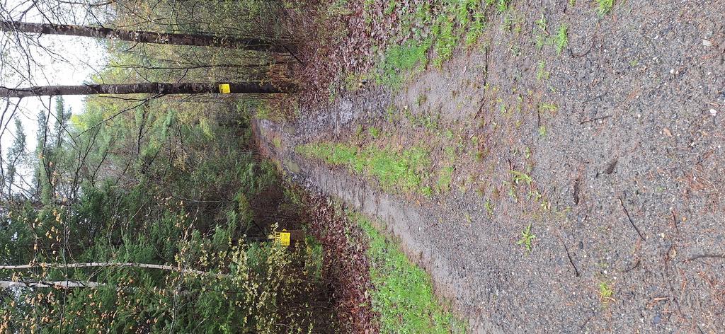 Baldy68 Trail Photo