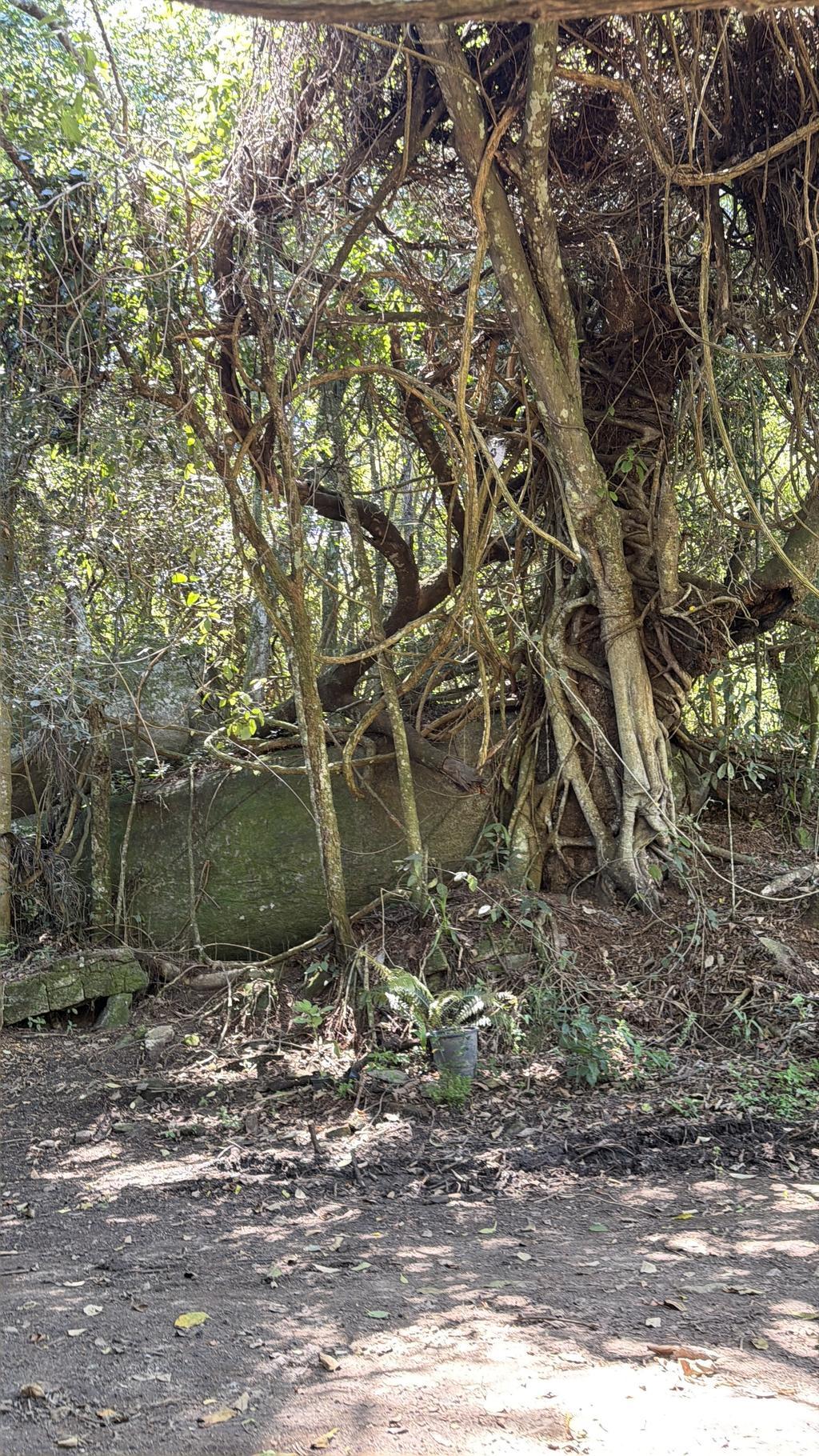 Pamela Trail Photo