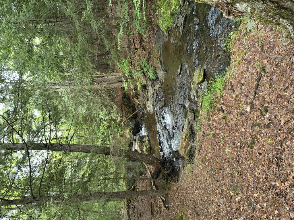 gregmitchell926@gmail.com Trail Photo