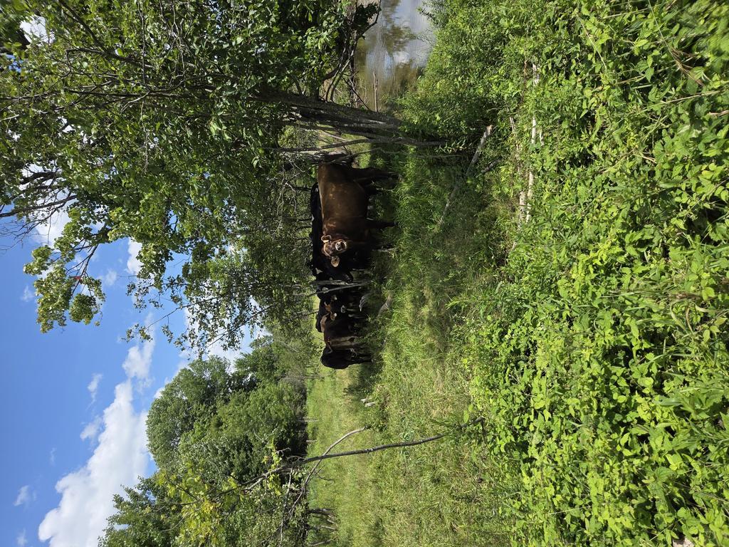 Cmx3 Trail Photo