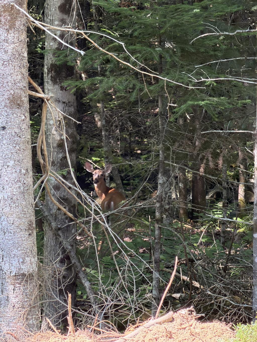 RyanGingras Trail Photo