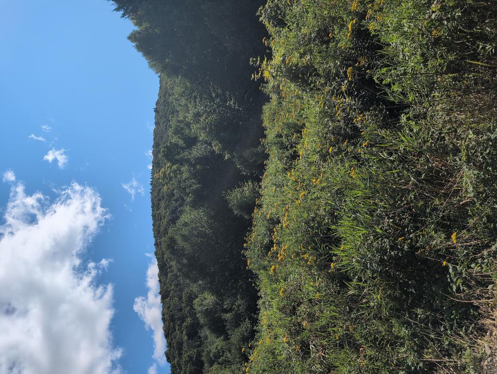Bettydolloff54@Gmail.Com Trail Photo